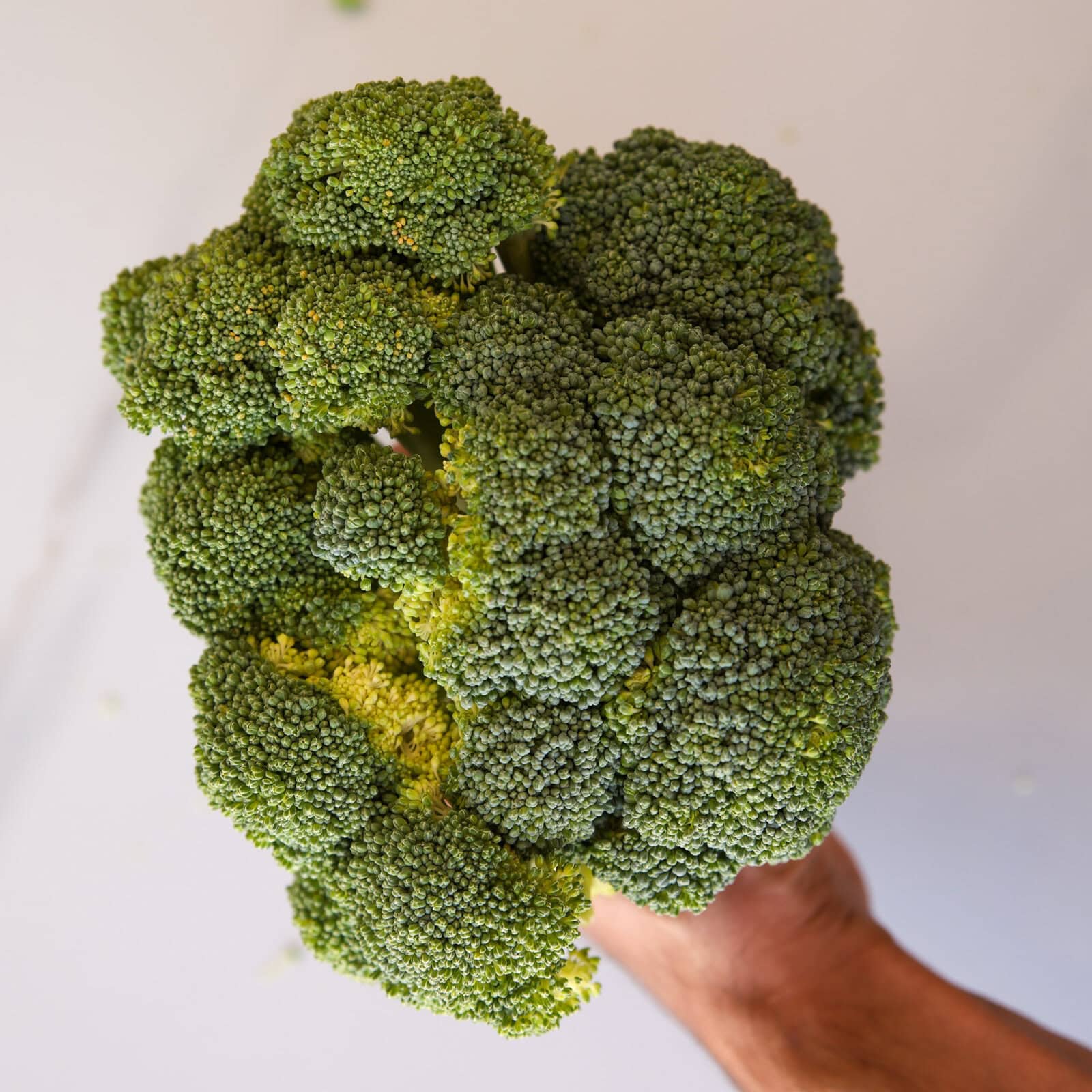 A hand holding a large, fresh head of broccoli against a plain, light-colored background.