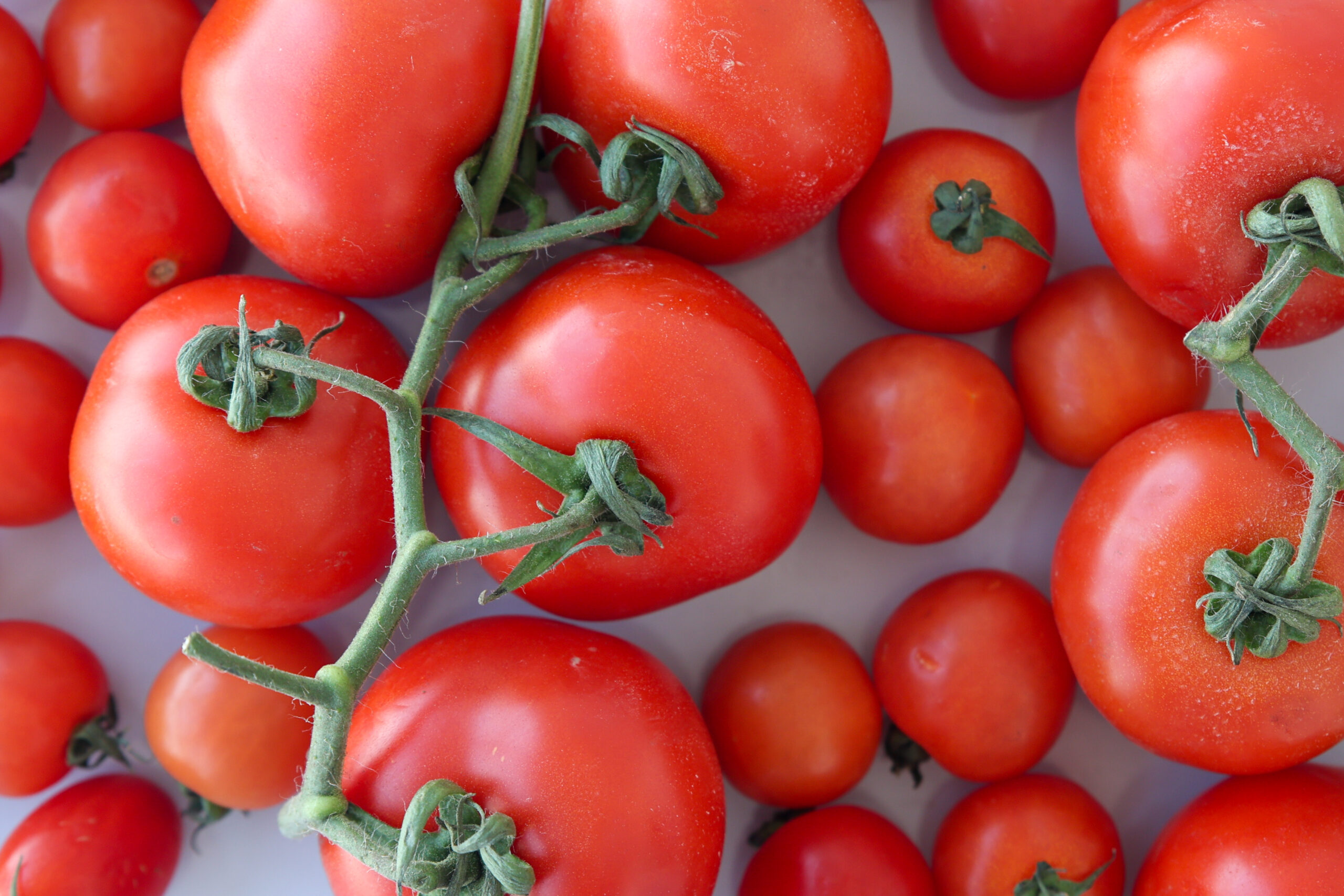 A close-up view of several ripe red tomatoes, some still attached to green stems, scattered on a light surface.