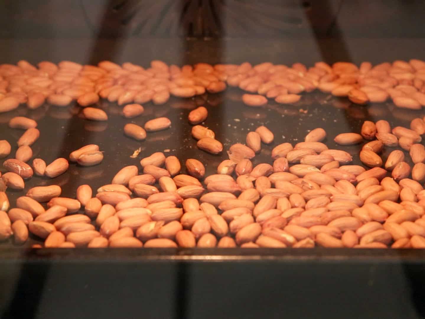 A tray of raw peanuts is roasting inside an oven, viewed through the oven door. The peanuts are spread out in a single layer across the tray.