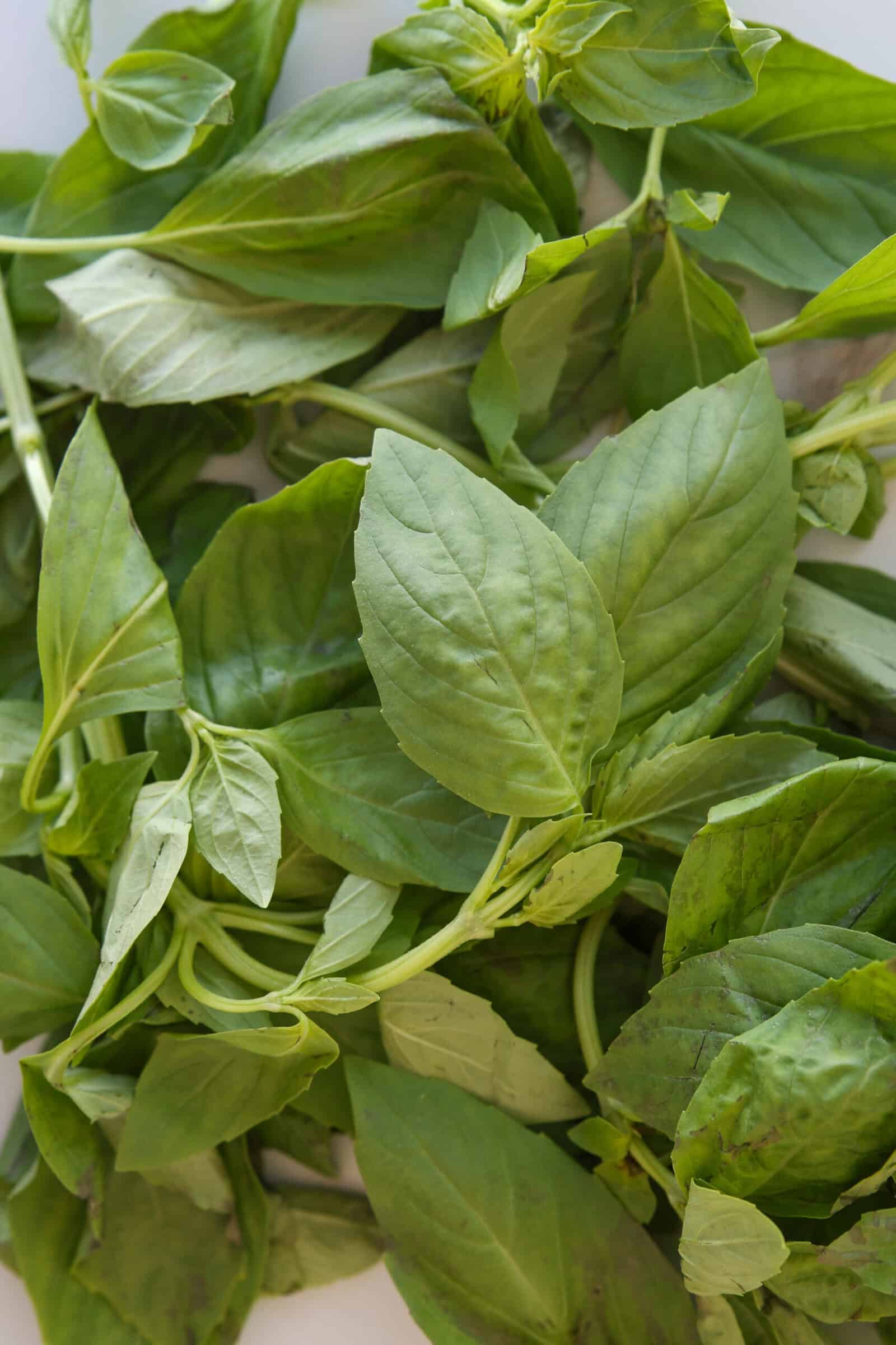 A close-up of fresh basil leaves, showcasing their vibrant green color and smooth, slightly curved surfaces.
